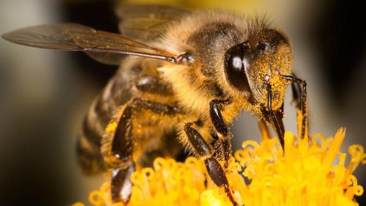 Una abeja ayudará a afrontar el dolor de espalda debido a la osteocondrosis